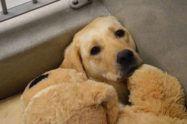 /Images/uploads/International Guiding Eyes Inc/gdapawsitivitycalendar/entries/20856thumb.jpg